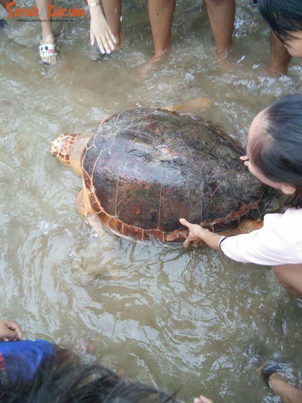 Ngu dan Quang Tri bat duoc rua vang quy hiem nang 50kg-Hinh-6